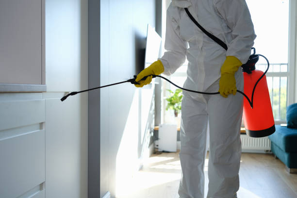 Trusted India Hook, SC Mold Removal Experts