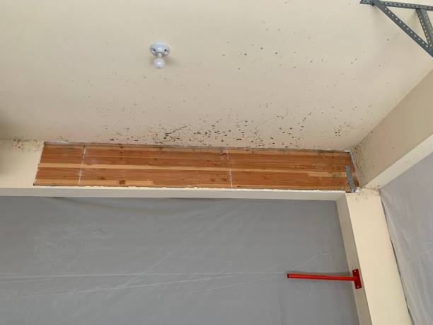 Best Forensic Mold Investigation  in India Hook, SC