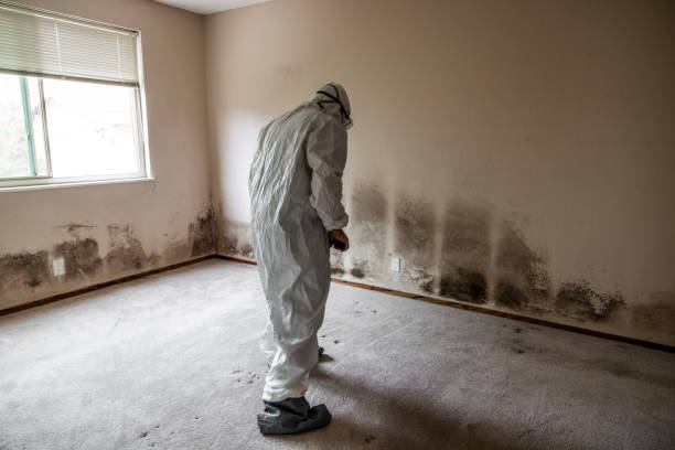 Best Attic Mold Removal  in India Hook, SC